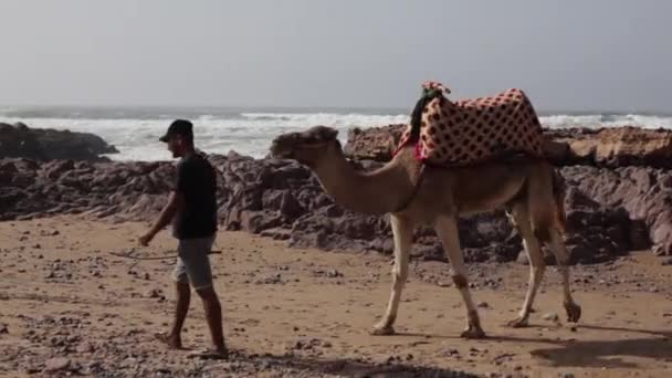 モロッコ,レズギラビーチ- 10月2019:アガディールで大西洋のビーチに乗るための観光客の娯楽のためにラクダと一緒に歩くバーバーマン — ストック動画