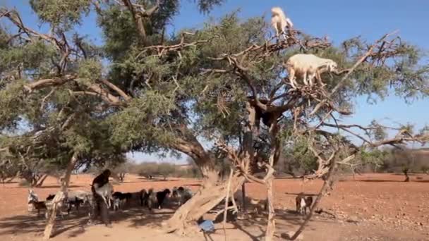 Марокко, Эс-Сувейра - октябрь 2019 г. Группа лазающих по деревьям коз, поедающих листья с ветвей арганского дерева. Местный араб посадил козу на дерево. Место для посещения — стоковое видео