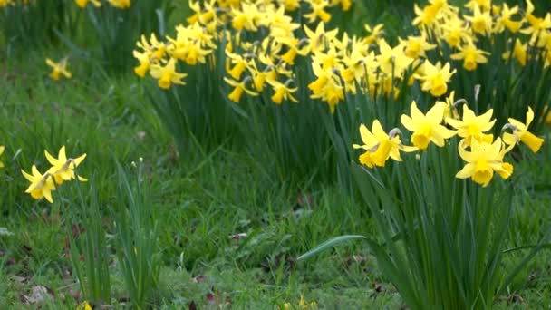 Sarı Narcissus, yeşil çimlerin arka planında bahar parklarının ve meydanlarının dekorasyonu. Nergis İngiltere 'nin sembolüdür. — Stok video