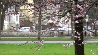 İlkbaharda çiçek açan kiraz dalını kapat. Yeşil çim manzaralı, çiçek açan bir ağaç dalı. Çiçekler sakura arkaplan 4k