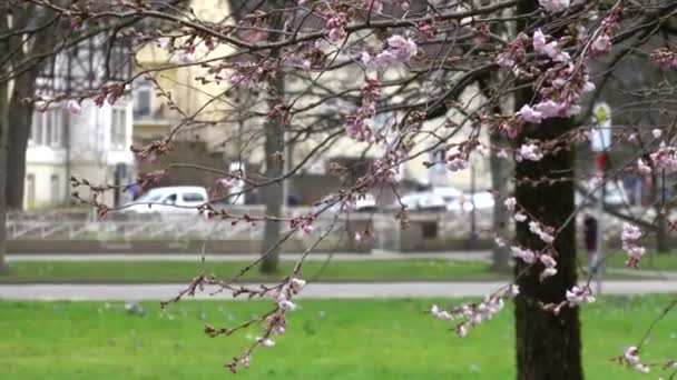 Zamknij gałąź wiśni z kwiatami w wiosennym kwiecie. Wiosna kwitnące drzewo gałąź z zieloną trawą widok na park. Kwiaty sakura tło 4k — Wideo stockowe