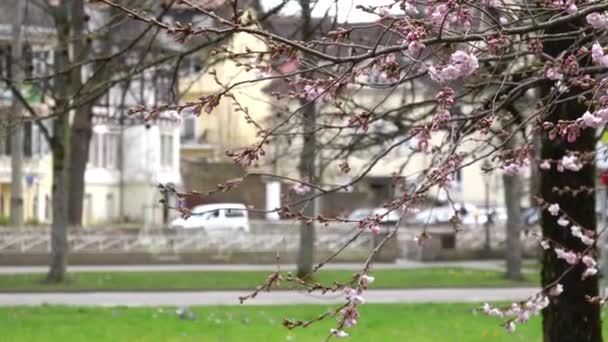 Ramo di ciliegio con fiori in fiore di primavera. Primavera fioritura ramo d'albero con vista verde erba del parco. Fiori sakura sfondo 4k — Video Stock