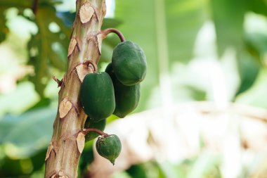 ağaca tutunan papaya demet