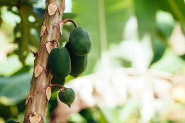 ağaca tutunan papaya demet