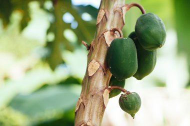 Papaya ağacını yakın çekim