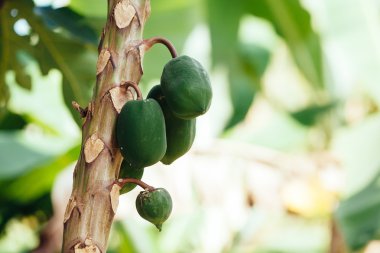 Papaya ağacını yakın çekim
