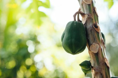 Papaya ağacını yakın çekim