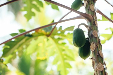 Papaya ağacını yakın çekim