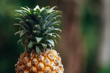 Ananas yeşil bir arka plan üzerinde. Doğal olarak taze ananas 