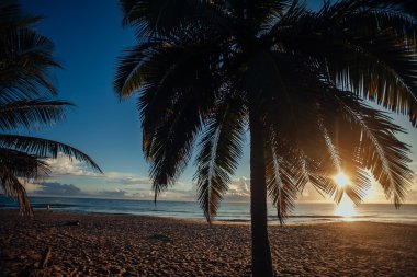 Deniz ve palmiye dalı üzerinde gündoğumu gökyüzü. Tropikal plaj, Sri Lanka, s