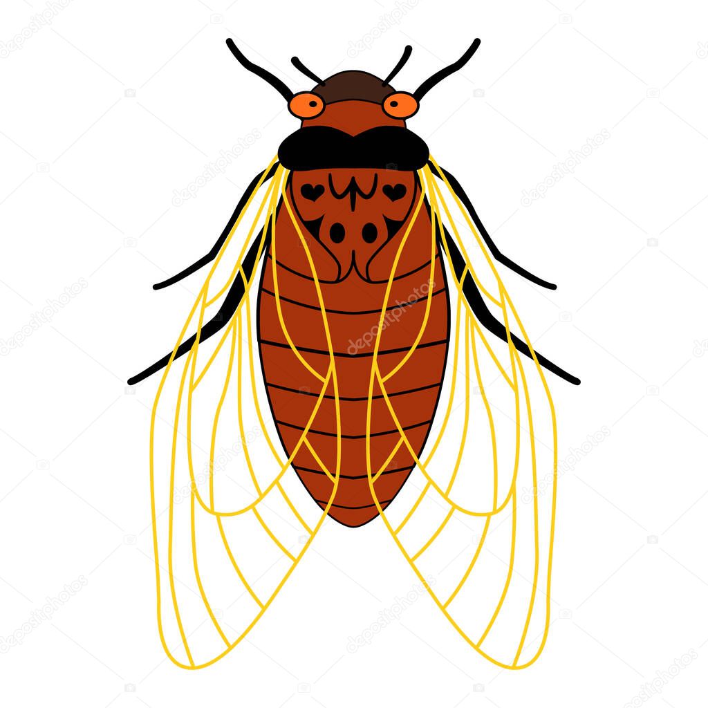 Periodical cicadas of Brood X. Cartoon illustration of an insect with wings and tentacles. Cicada - flat illustration, top view, isolated on white background. 17 year old cicadas. Red-eyed insect