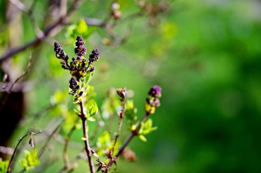 Eflatun Çiçekler ilkbaharda çiçek açan