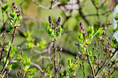 Eflatun Çiçekler ilkbaharda çiçek açan