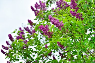 Lila çiçek çiçeklenme