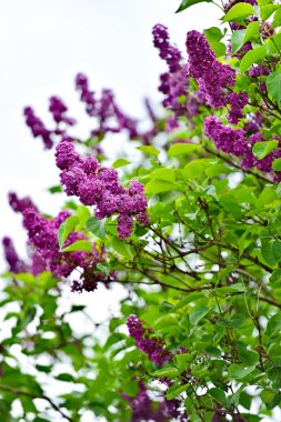 Lila çiçek çiçeklenme