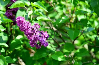 Lila çiçek çiçeklenme