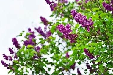 Lila çiçek çiçeklenme