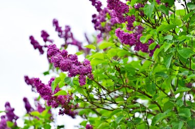 Lila çiçek çiçeklenme