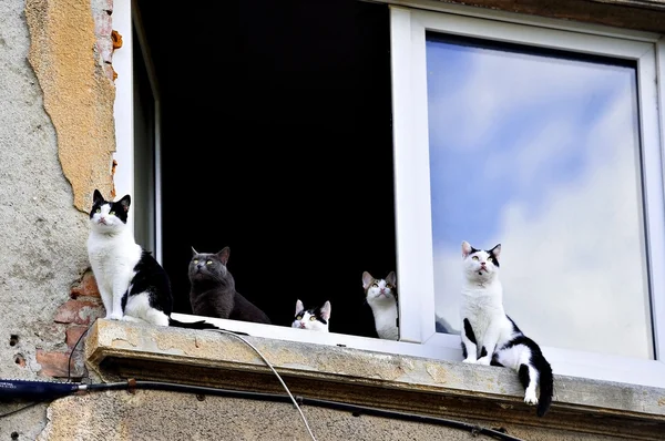 Cinco gatos en alféizar ventana — Foto de Stock