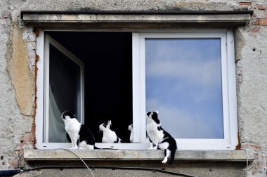 Pencere pervazına üzerinde beş kedi