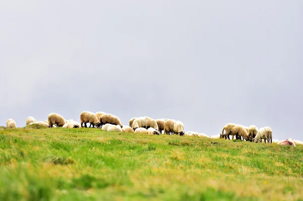 Alpine mera üzerinde otlatma koyun — Stok fotoğraf