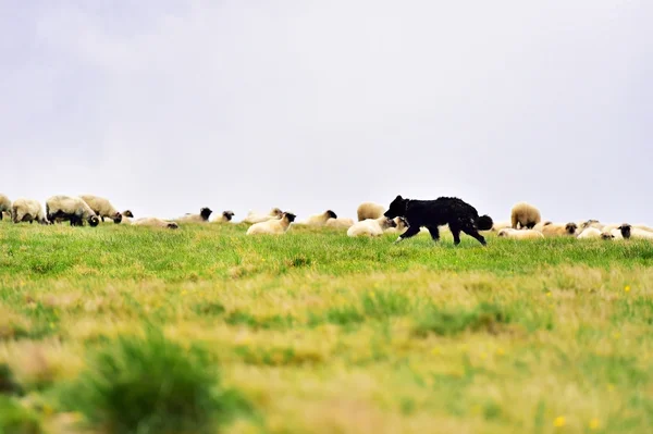 Shepherd dog protecting sheep herd — Stock Photo, Image