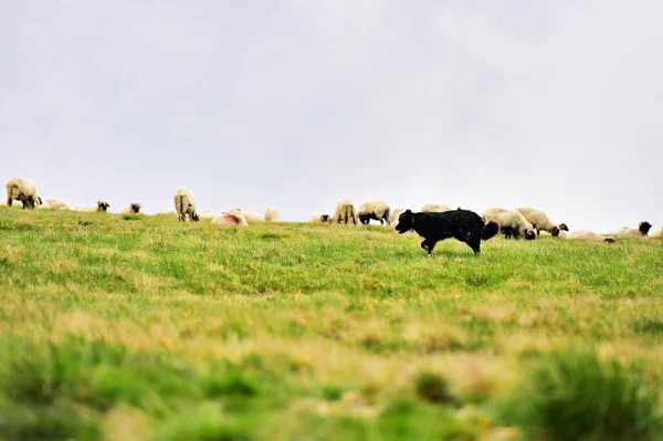 Shepherd dog protecting sheep herd — Stock Photo, Image