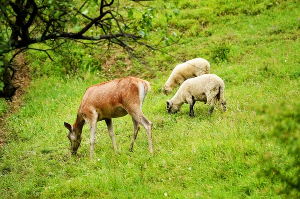 Deer graze next to sheep — Stock Photo, Image