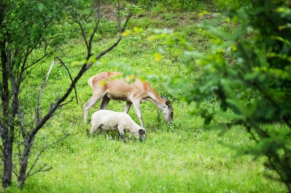 Deer graze next to sheep — Stock Photo, Image