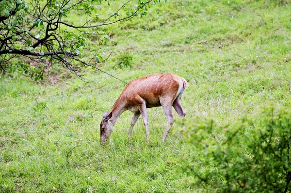 Deer graze on a meadow in summer — Stock Photo, Image