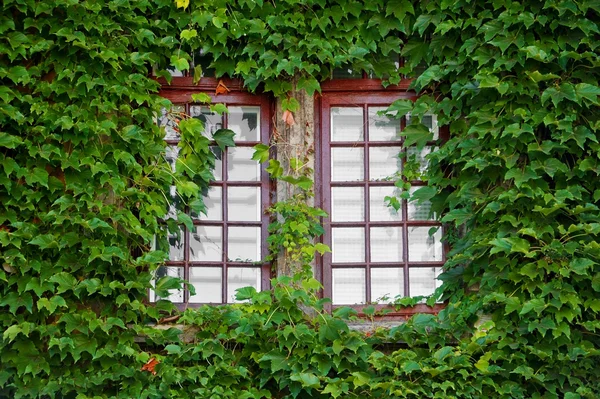 Janelas de madeira cobertas por hera — Fotografia de Stock