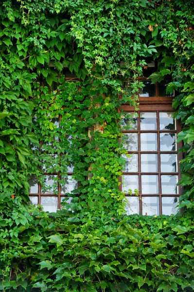Träfönster omfattas av ivy — Stockfoto