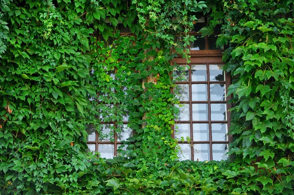Ventanas cubiertas por hiedra verde — Foto de Stock