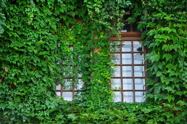 Fenster mit grünem Efeu bedeckt — Stockfoto