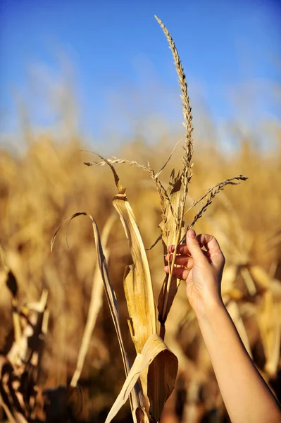 Kukuřičné pole sklizeň na podzim — Stock fotografie