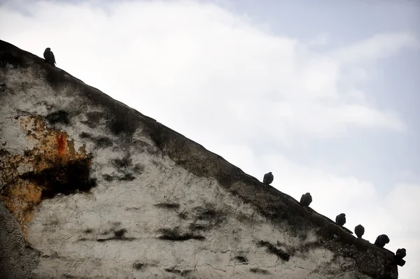 Sylwetki gołębie na spadzistym dachu — Zdjęcie stockowe