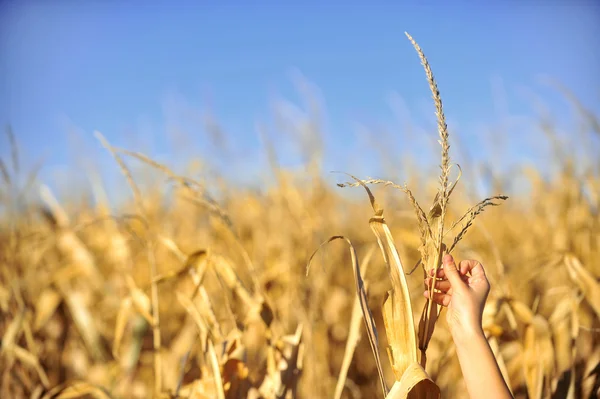 Cornfield harvest check in autumn — Stock Photo, Image