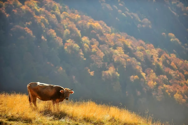 Cow grazing up the mountain in autumn — Stock Photo, Image