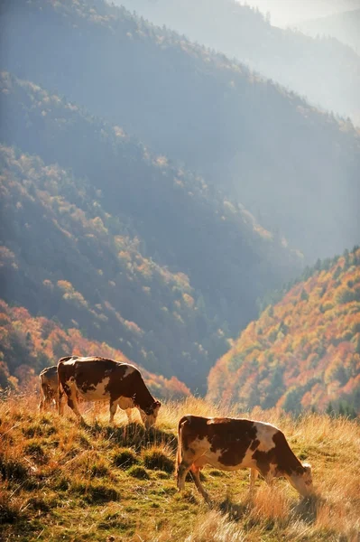 Kor som betar i höst landskap — Stockfoto