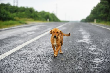 Stray dog on the road clipart