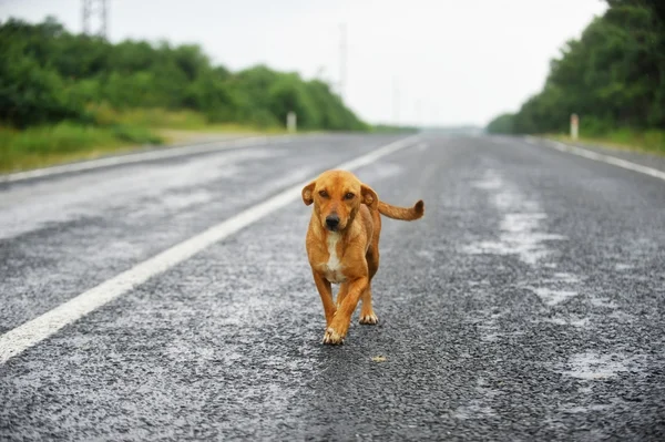 Stray dog on the road — Stock Photo, Image