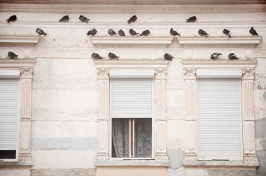 Pigeons on a building facade clipart