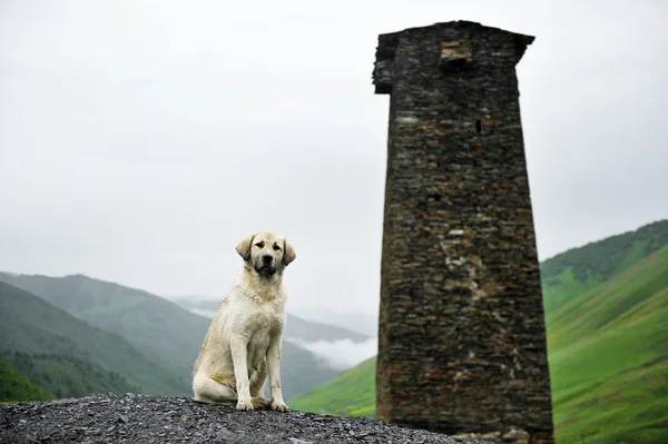 Caucasian shepherd dog — Stock Photo, Image