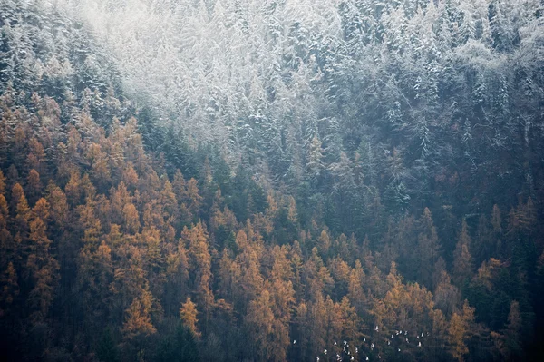 Μέρος ενός δάσους που καλύπτεται με χιόνι — Φωτογραφία Αρχείου