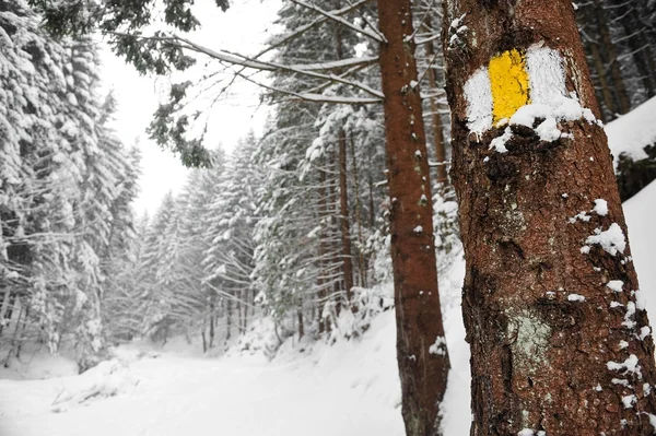 Hiking trail in winter — Stock Photo, Image