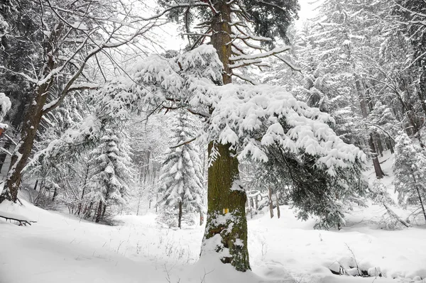 Hiking trail in winter — Stock Photo, Image