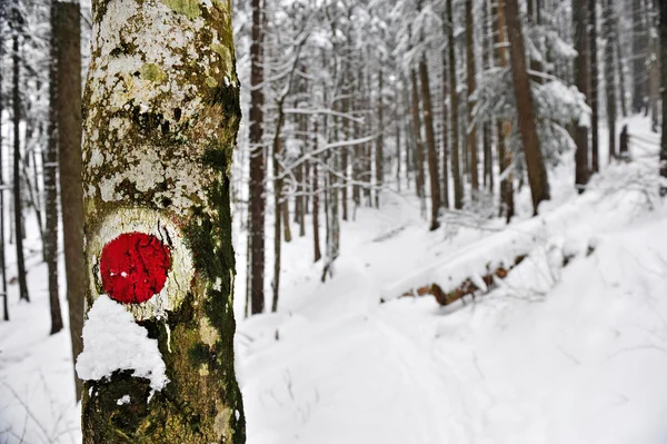 Winter hiking — Stock Photo, Image