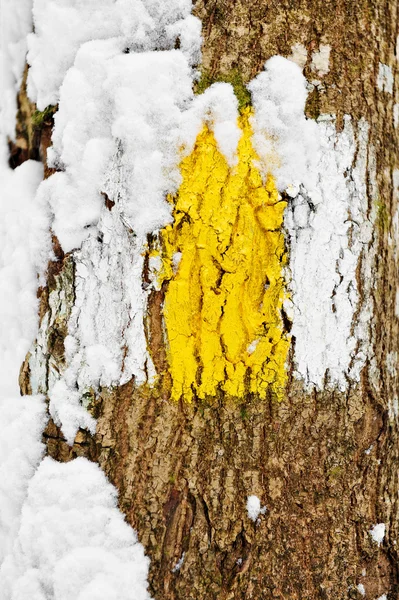 Hiking trail in winter — Stock Photo, Image