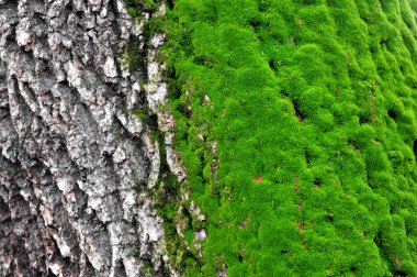ağaç moss