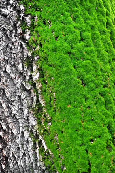 Musgo de árbol — Foto de Stock